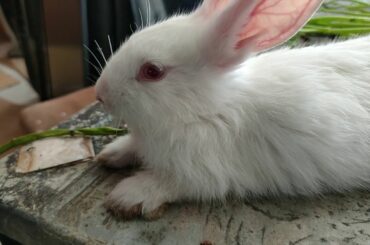 this my rabbit so cute ,so lovely,so fanny | black and white