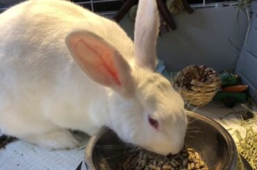 Bunny Does Cute Binky