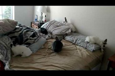 Binkying Baby Bunnies