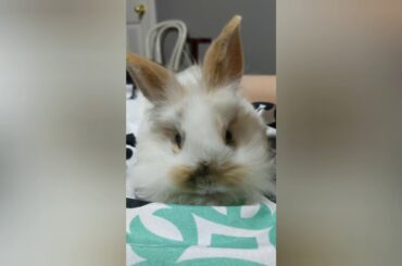 Introducing Marley & Jupiter the bunnies!