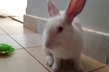 Funny Baby Bunny Rabbit Video