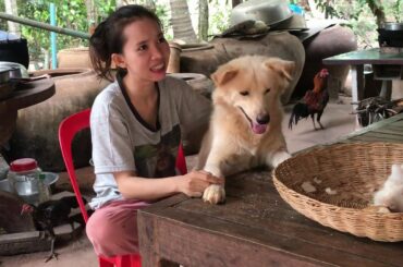 Dog TOTO And Lucky | TOTO Want to play with Cute Rabbit