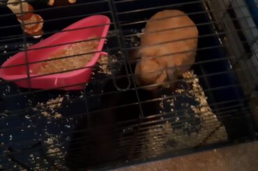 Two cute little bunnies