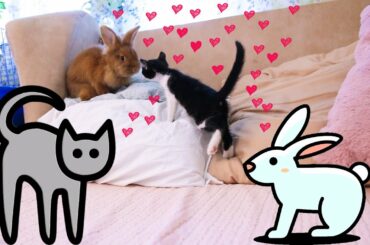Bunny Meets Kitten 💕
