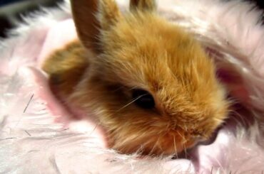 Baby Dwarf Rabbit - feeding with milk