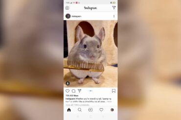 THE CUTE RABBIT 💕