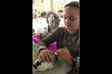 How to pick up a pet rabbit baby and adult