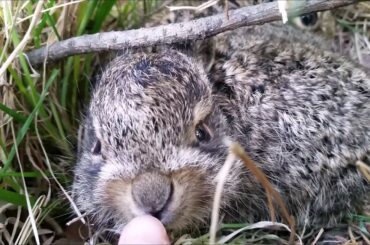 Lovely Baby Rabbits, Cute Week Old Brown Hare Wild Rabbit Baby Bunnies