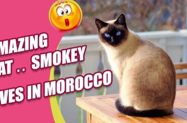 😍 Super Cute Kittens In The World #4 - Cute VN