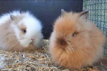 🐰 CONEJITOS BEBES Super Adorable #2 🐇 Rabbit Videos 2020, Baby Animal, CONEJITOS TIERNOS #CompletFun