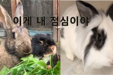 Cute Bunnies |  Bunnies of the world Compilation #16 | funny rabbits