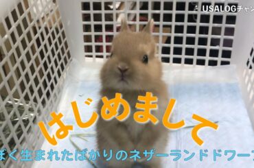 可愛いウサギに会いに行ってきた　Baby rabbit　#26
