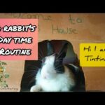 My rabbit's day time routines 🐇🐰🤗 | bunny love ♥️