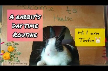 My rabbit's day time routines 🐇🐰🤗 | bunny love ♥️