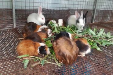 Watch Rabbit Eating - Rabbit Eating - Rabbit Videos - Funny and Cute Baby Rabbit Videos - Rabbit