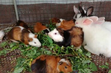 Rabbit Eating Vegetable - Rabbit Eating - Cute and Funny Baby Rabbit  Videos - Cute Rabbits - Rabbit