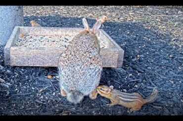 Very Relaxing Bunnies and Chipmunks and Birds at BWHQ