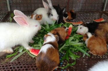 Rabbit Eating - Rabbit Eating Vegetables - Cute Rabbits Videos 2020 - Funny and Cute Baby Rabbit
