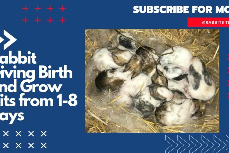 Rabbit Giving Birth and Grow Kits from 1-8 Days! Raising 10 Baby - The Cutest Baby Bunnies ( Part1)