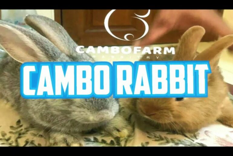 Cut baby bunny Rabbit Camborabbit -Rabbit -CamborabbitKH