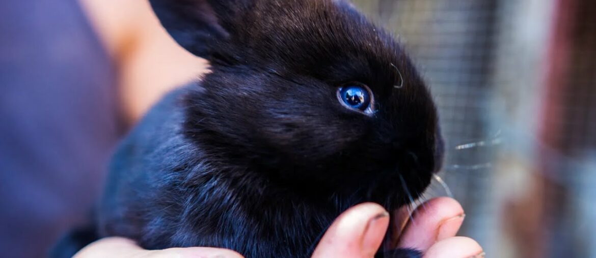 90 Seconds of Precious Netherland Dwarf Bunnies  - Adorable Rabbits Compilation 2