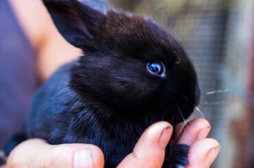 90 Seconds of Precious Netherland Dwarf Bunnies  - Adorable Rabbits Compilation 2