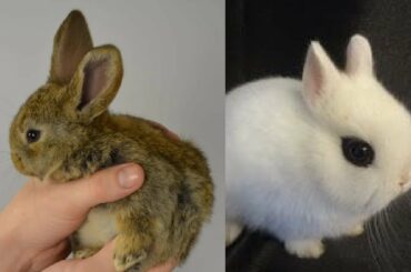 Only Cute Rabbit Video compilation