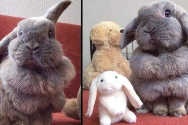 Meet Penelope, The Sleepy Cute Bunny