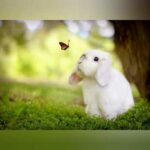 Cute & funny Rabbit  baby #vieral  #rabbit #cute #pet