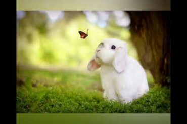 Cute & funny Rabbit  baby #vieral  #rabbit #cute #pet