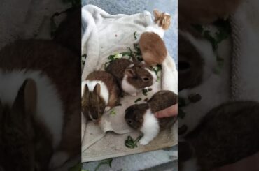 Baby dutch bunnies.