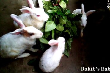 Cute Rabbit - Eating Time & Feeding Moment