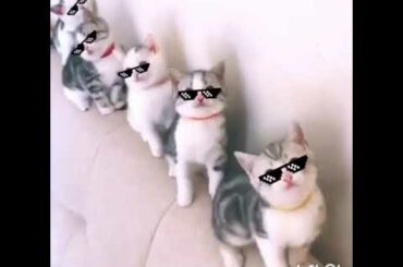 Cute Baby Animals Funny Videos Compilation