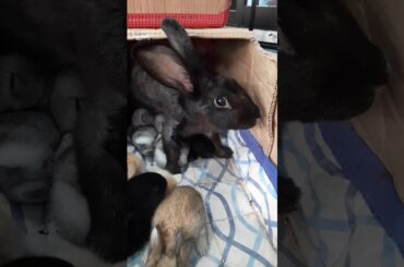 Feeding time for babies rabbit🐇🐰🐭 our alaga.