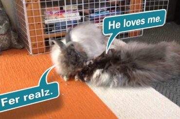 Cute Bunny Kisses and Love