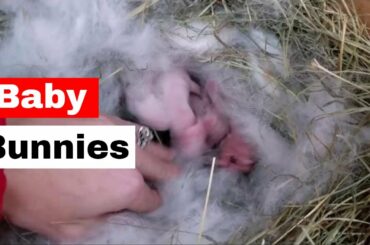 Marshmallow and Trixie's Baby Bunnies and Update on Rabbits