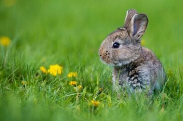 Anak Kelinci Lucu (Cute Bunny)