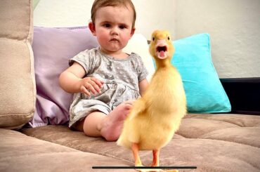 Cute Baby Zlata Meets the Duckling for the First Time!