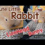 Rabbit Lionhead bunny