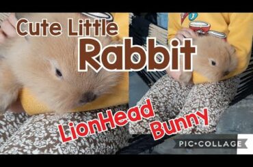 Rabbit Lionhead bunny