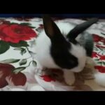 Cute bunny first time on camera /# part 1
