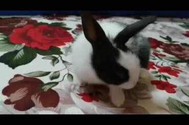 Cute bunny first time on camera /# part 1