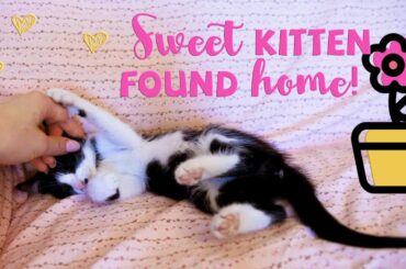Cutest Kitten Found a Loving Home!