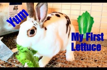 BABY RABBIT FIRST CRUNCHY LETTUCE - BUNBUN'S VERY FIRST VEGETABLES - SO ADORABLE & FUN TO WATCH.