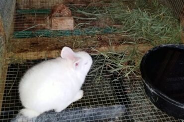 Momma rabbit about to give birth signs and baby rabbit diarrhea.