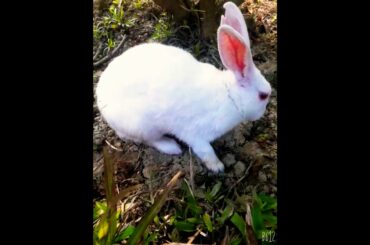 We found a very cute bunny in our family vacation