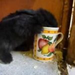 Orphaned baby rabbit drinks milk from mug
