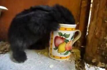 Orphaned baby rabbit drinks milk from mug