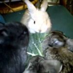 more baby bunny rabbit antics