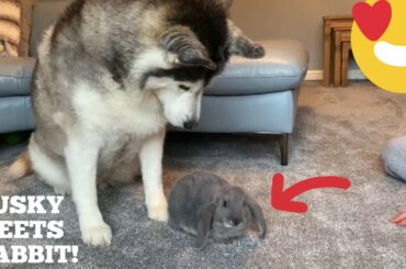 Husky Meets Baby Rabbit For The First Time & Thinks It’s Her Puppy!! [CUTEST REACTION EVER!]